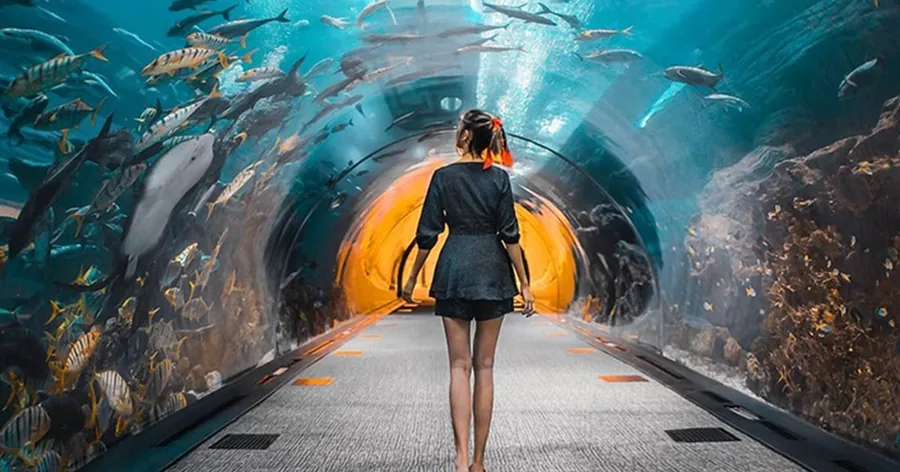 Ein Besucher von hinten im Tunnel des Dubai Aquarium, über ihm schwimmende Fische
